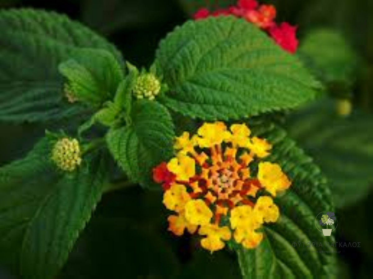 ΛΑΝΤΑΝΑ – Lantana camara - 1